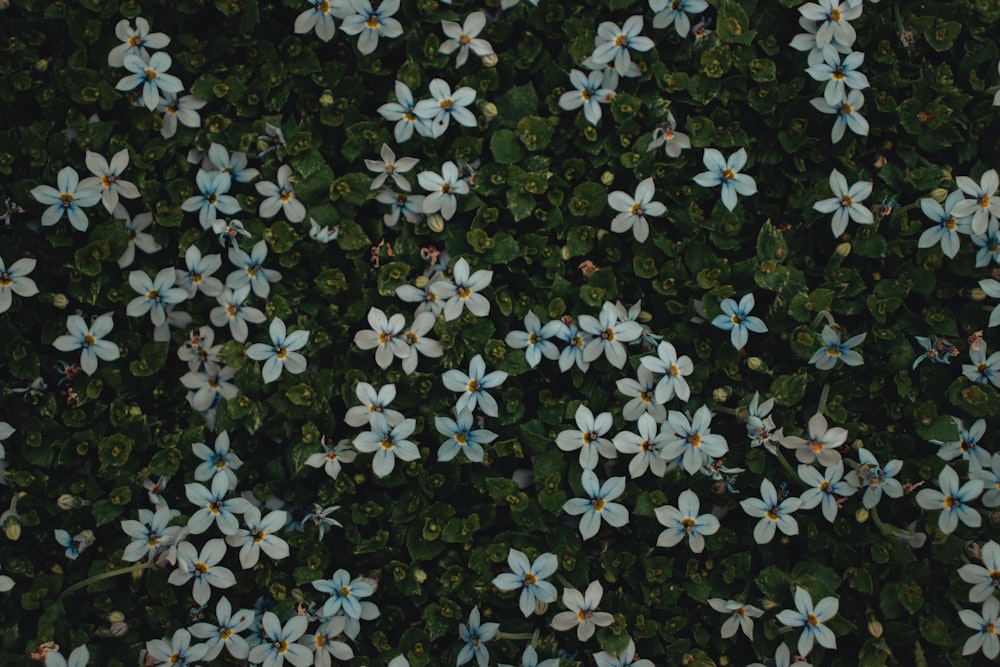 a bunch of blue flowers that are in the grass