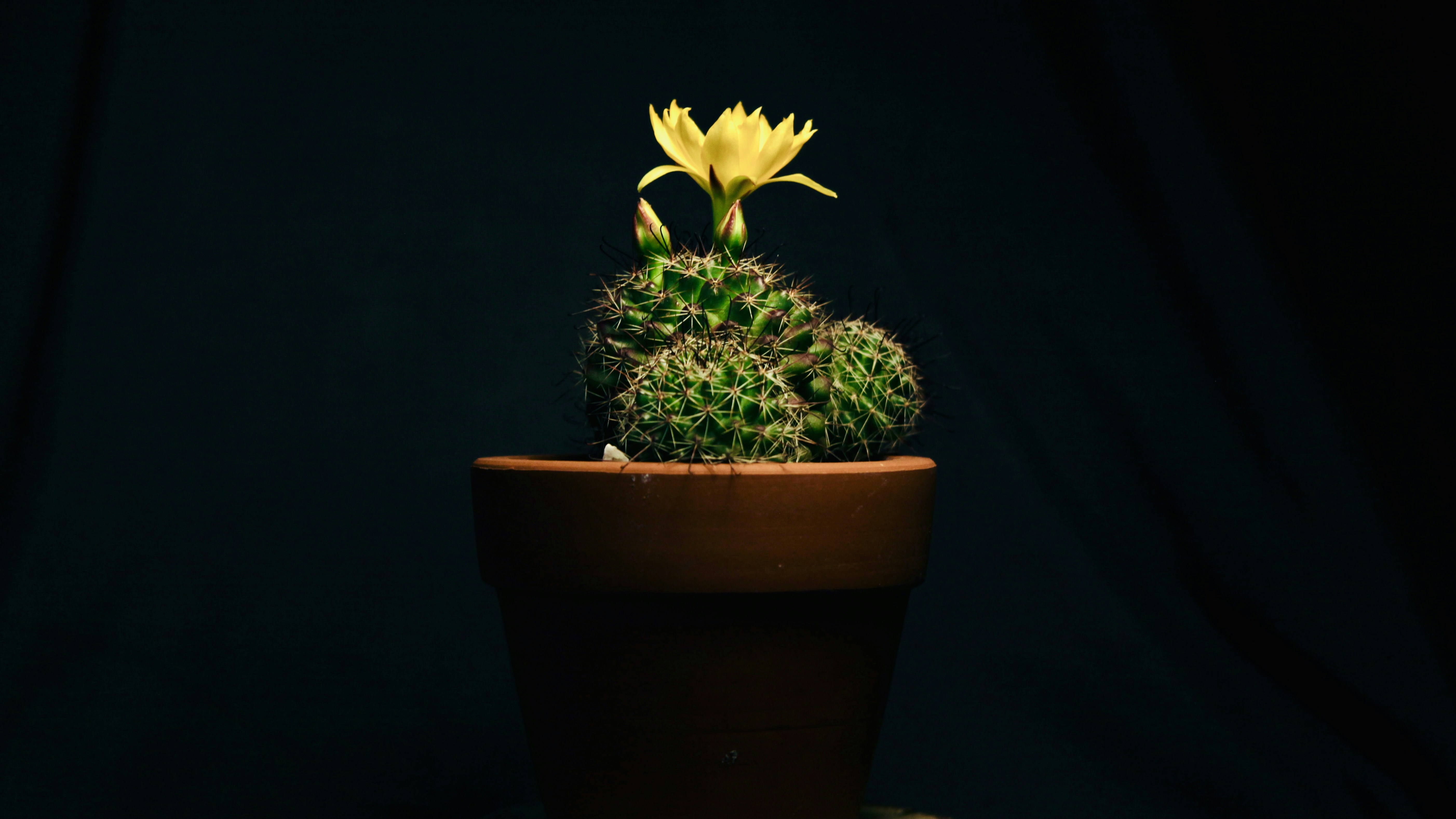 Photo by thomaschieu