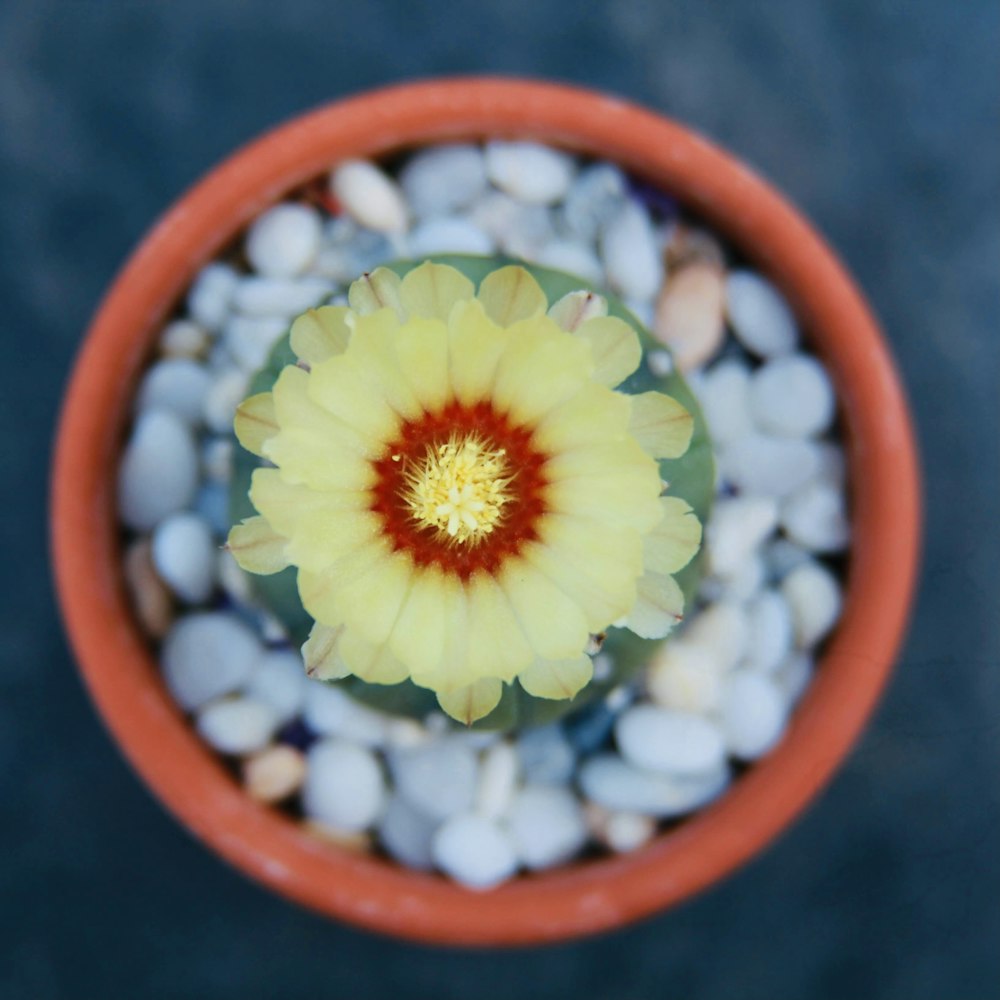 a small yellow flower in a pot of rocks