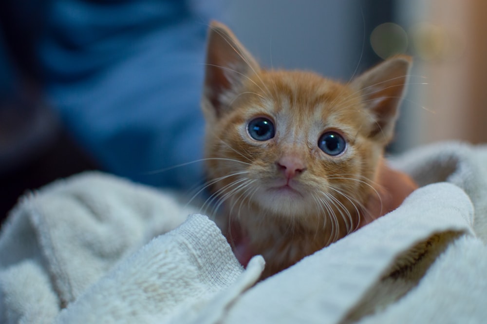 a small orange kitten sitting on top of a white blanket