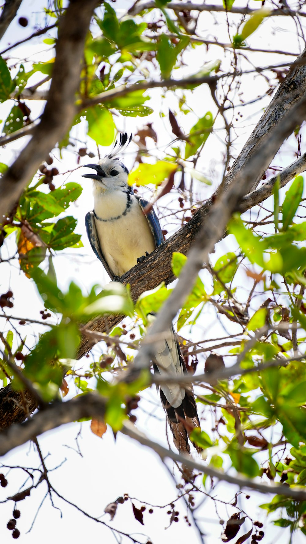 a bird sitting on a branch of a tree