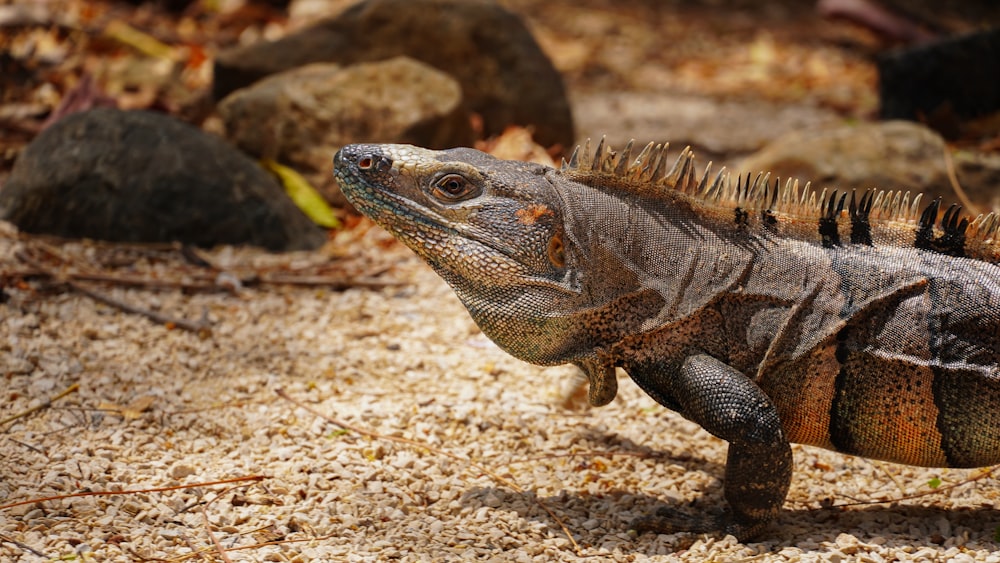 an iguana walking on the ground in the sun