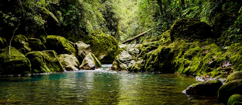 a stream running through a lush green forest