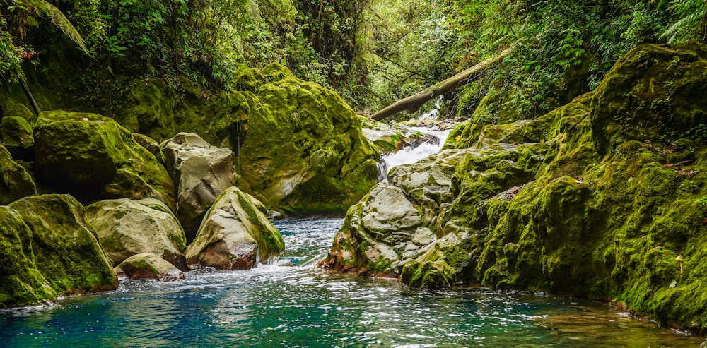 a stream running through a lush green forest