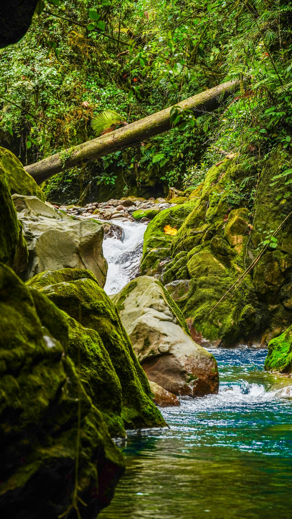 a stream running through a lush green forest