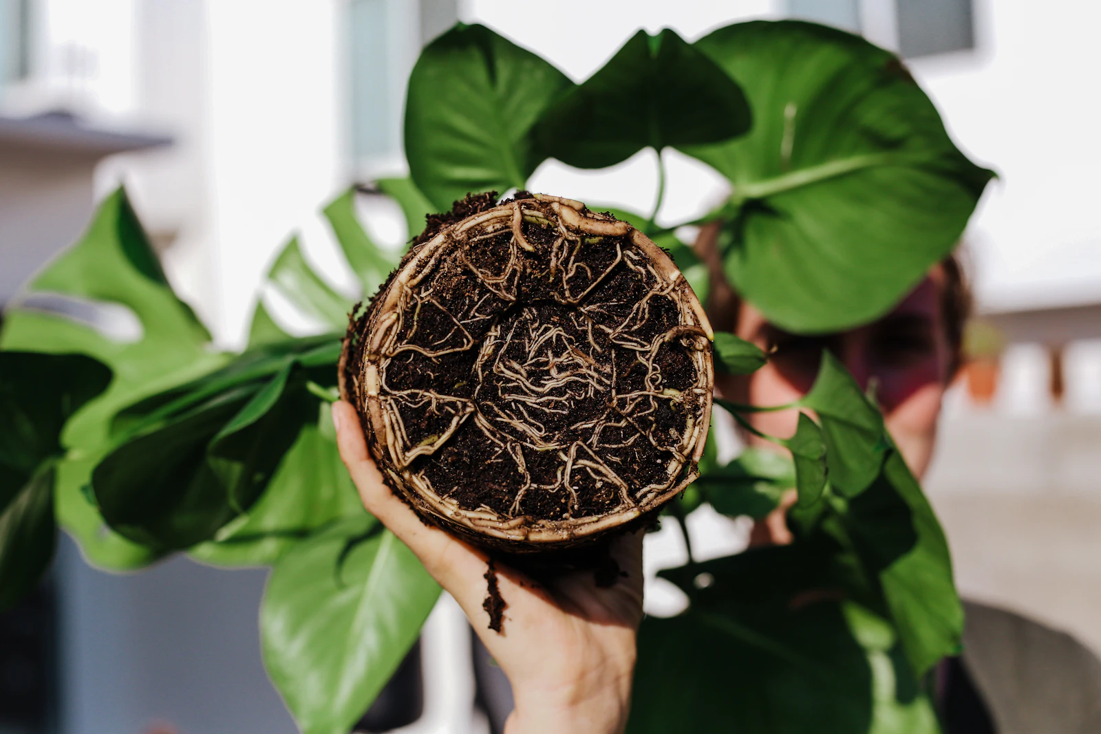 Monstera root ball lifted from its pot — cream-coloured healthy roots branching through dark soil, viewed from below