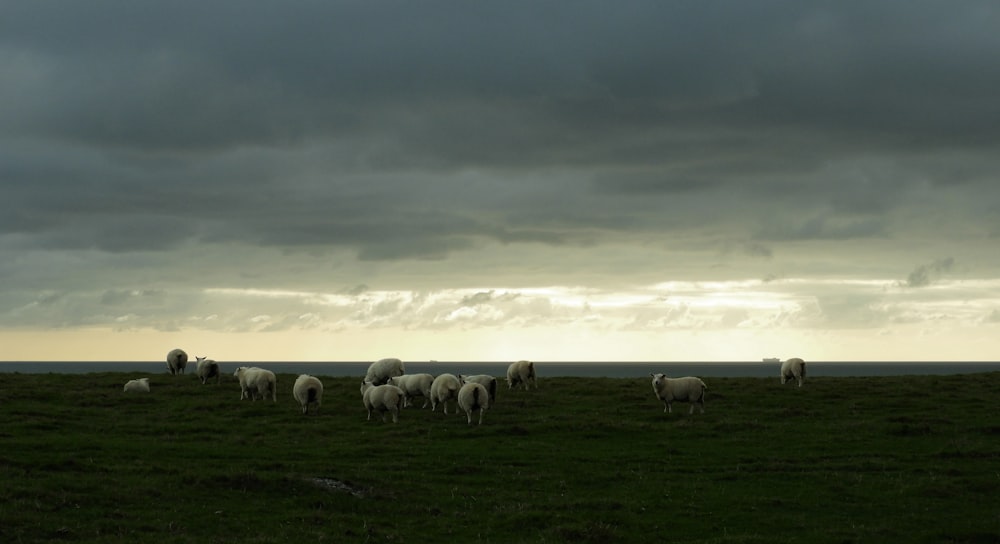 a herd of sheep grazing on a lush green field