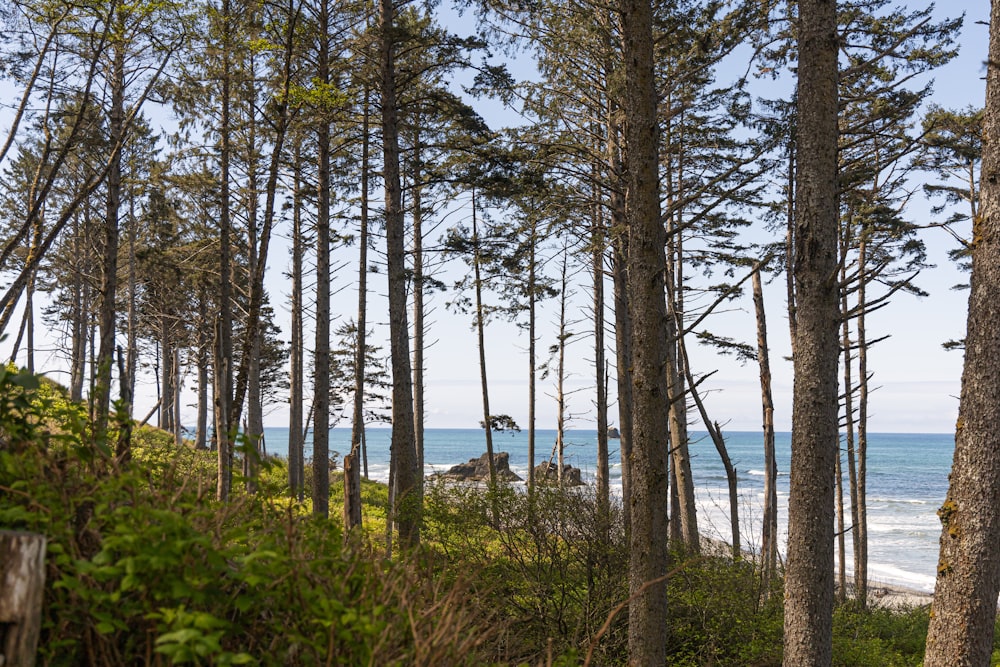 a view of the ocean through the trees