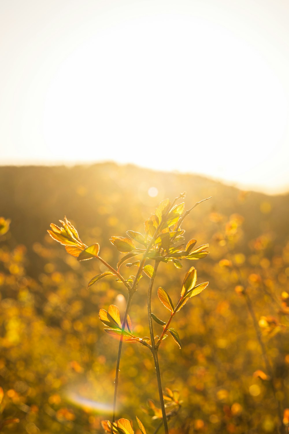 a field of yellow flowers with the sun in the background