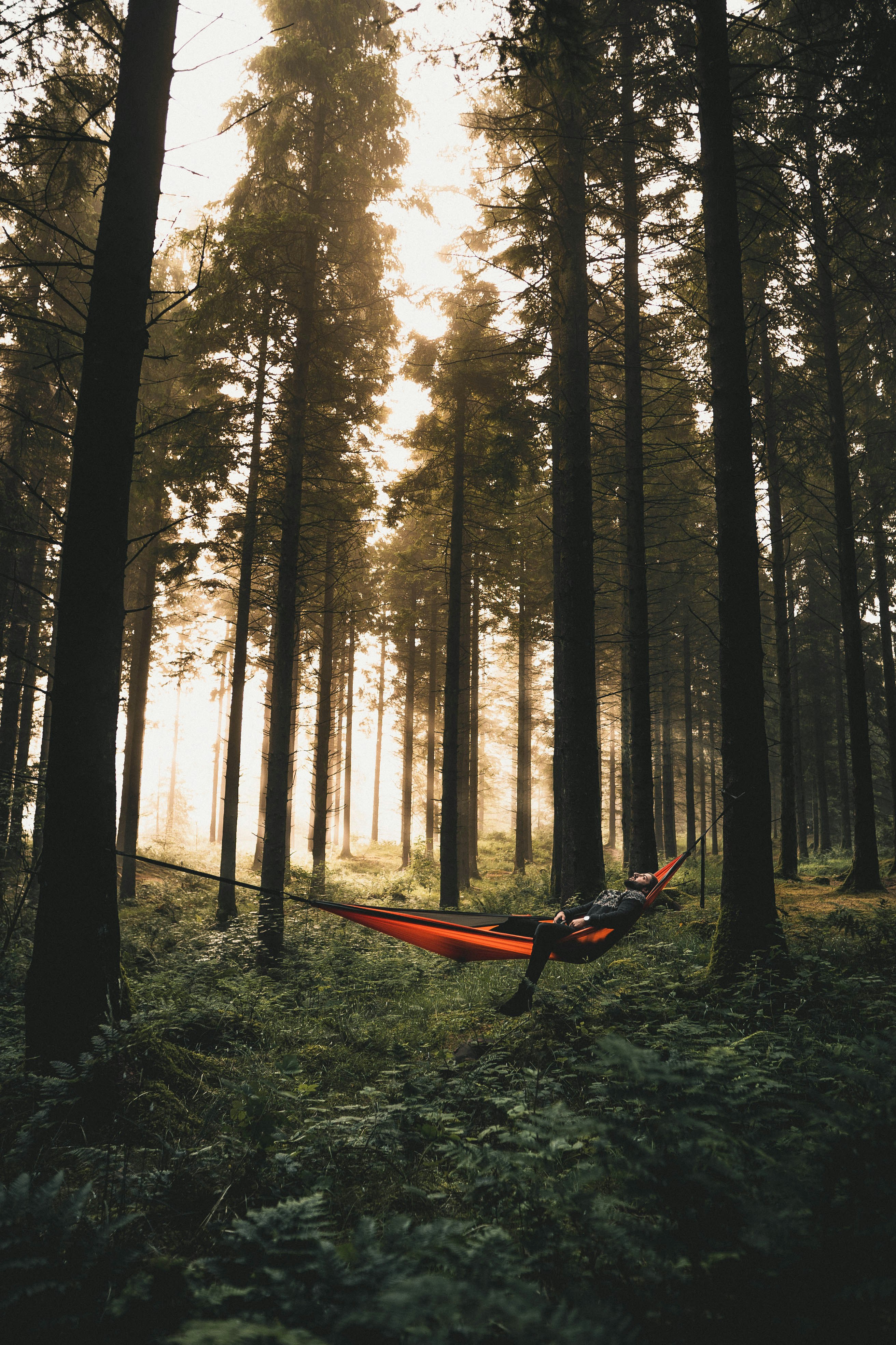 The best Professional Photo Editors for Pro-photographic Artists