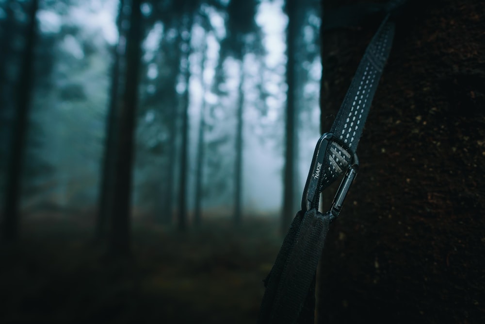 a leash tied to a tree in a forest