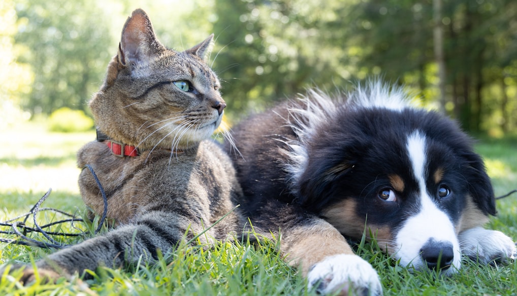 a dog and a cat laying in the grass