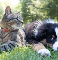 a dog and a cat laying in the grass