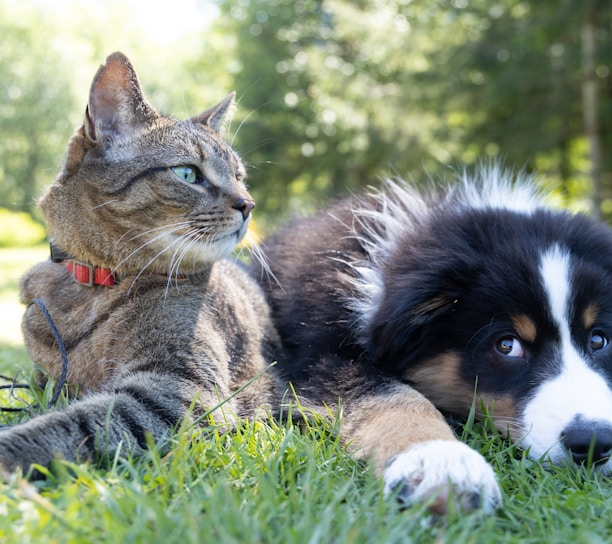 a dog and a cat laying in the grass