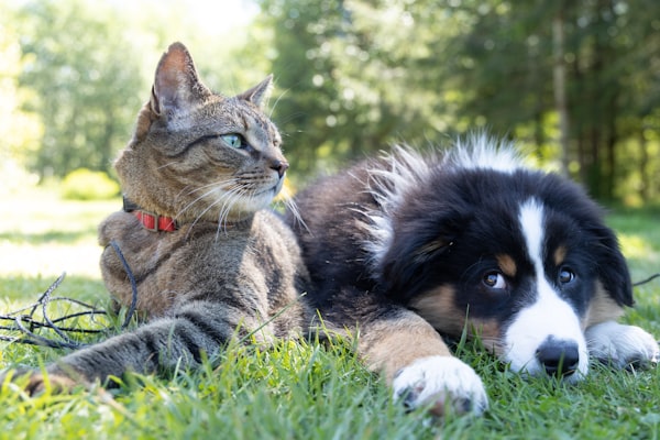 A cat looks alert and in command, as a dog lies flat on the ground looking humble