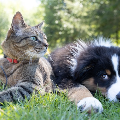 a dog and a cat laying in the grass