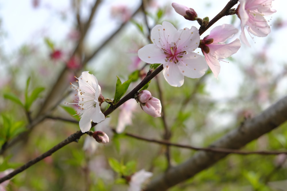 a close up of a flower on a tree branch