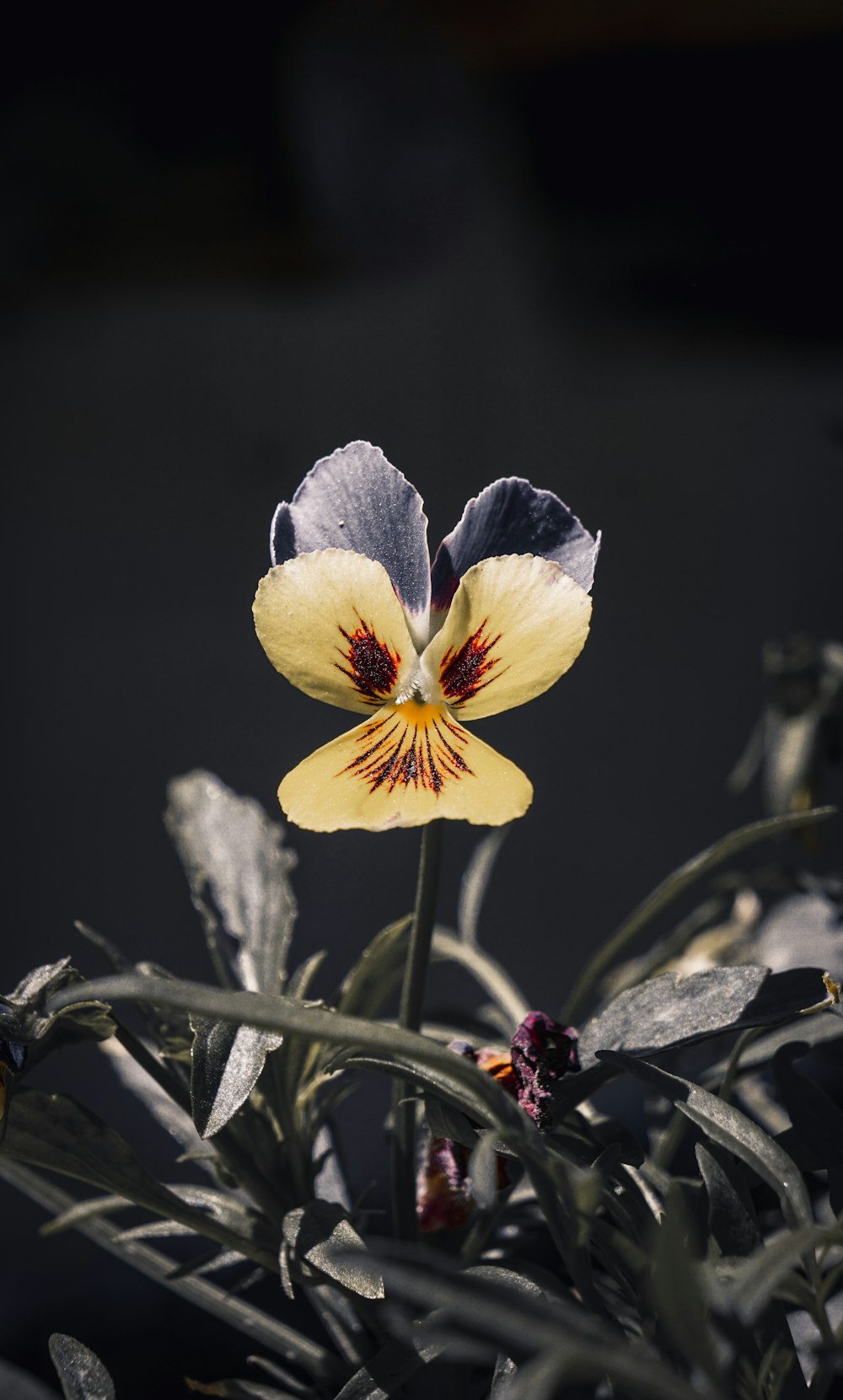 a close up of a flower on a plant