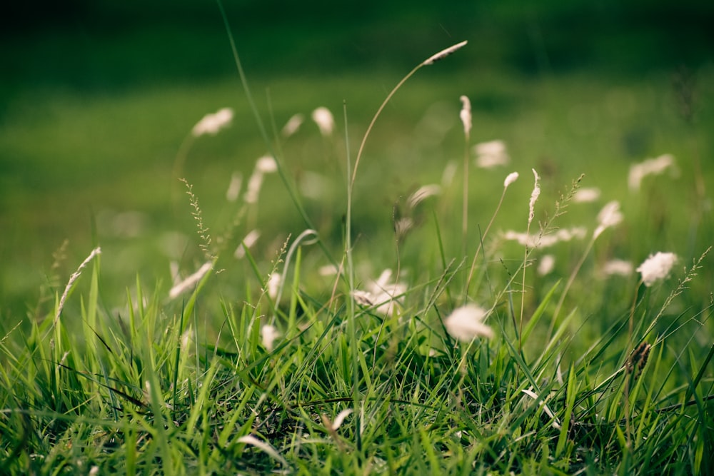 a close up of a field of grass