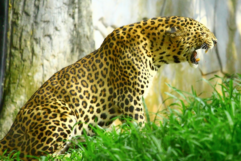 a leopard sitting in the grass with its mouth open