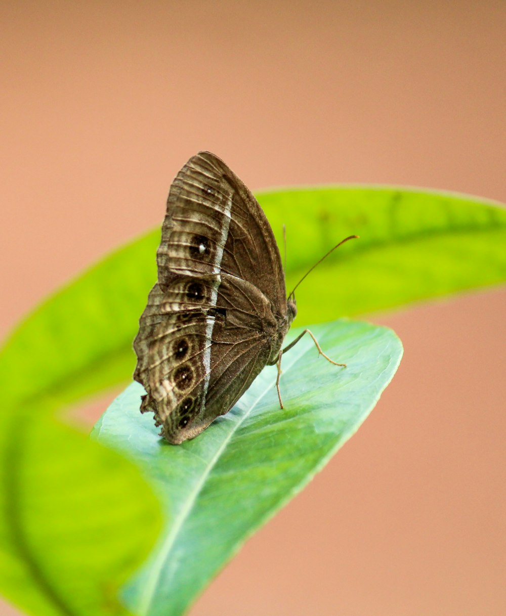 a brown butterfly sitting on a green leaf
