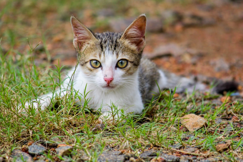 Eine Katze, die im Gras liegt und in die Kamera schaut