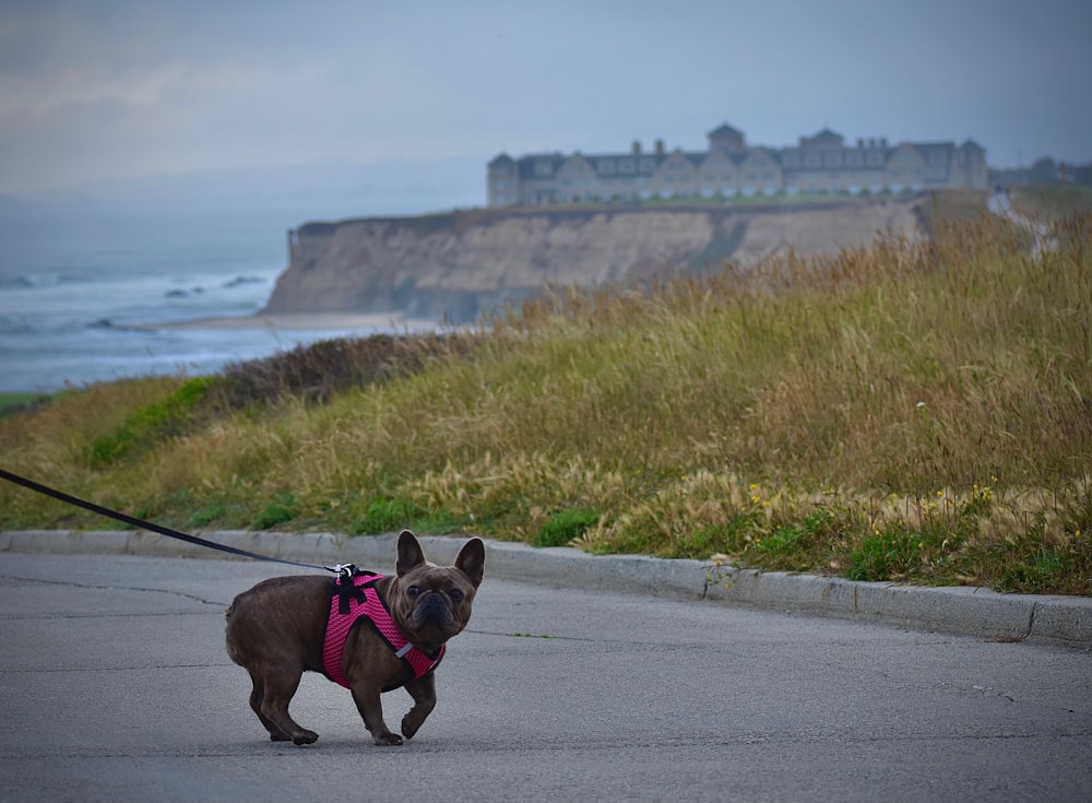 a small brown dog wearing a pink harness