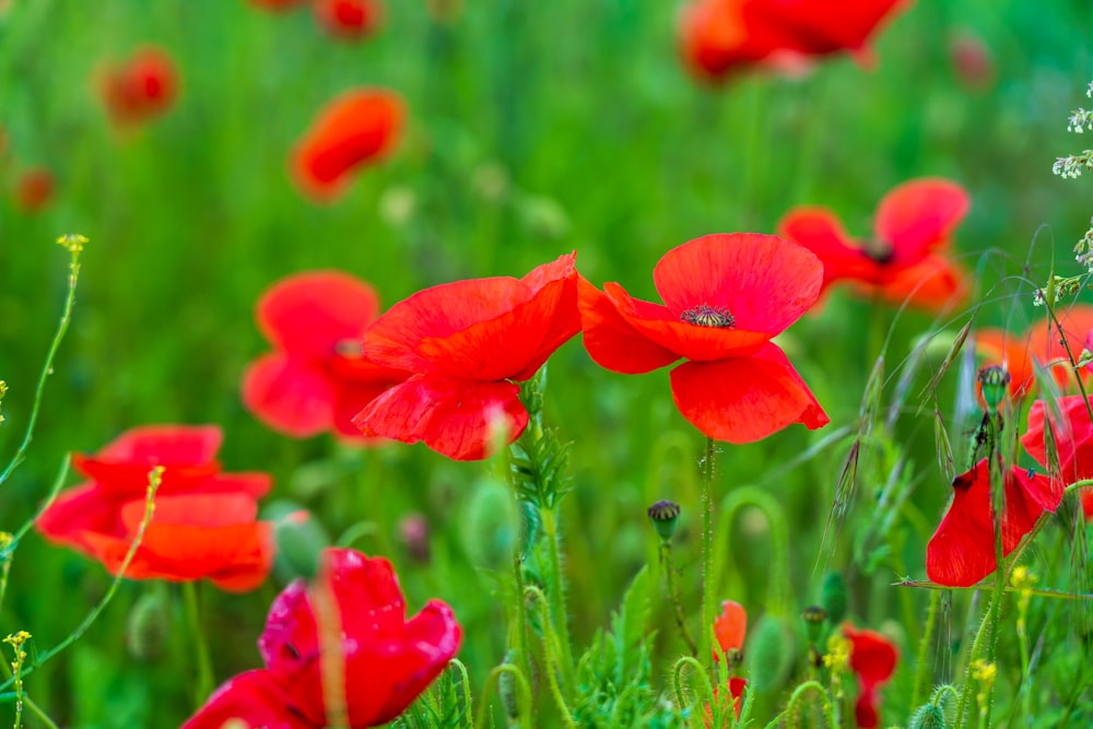 a bunch of red flowers that are in the grass