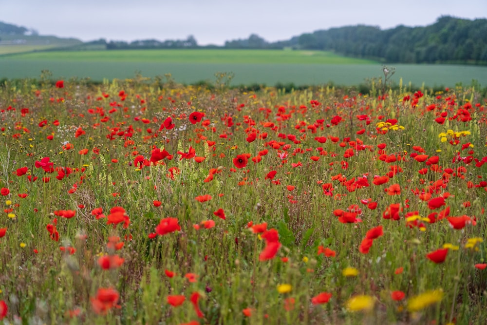 a field full of red and yellow flowers