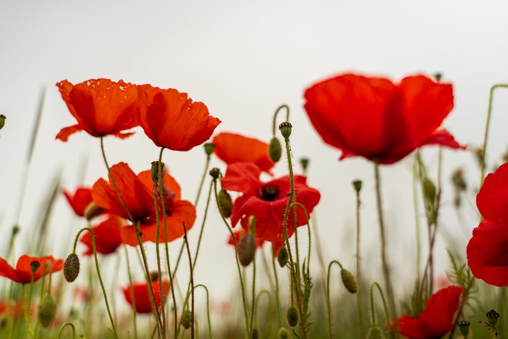 a field full of red flowers on a cloudy day