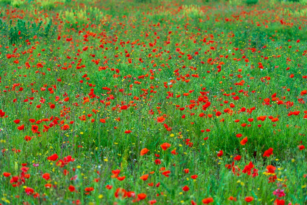 a field full of red flowers and green grass