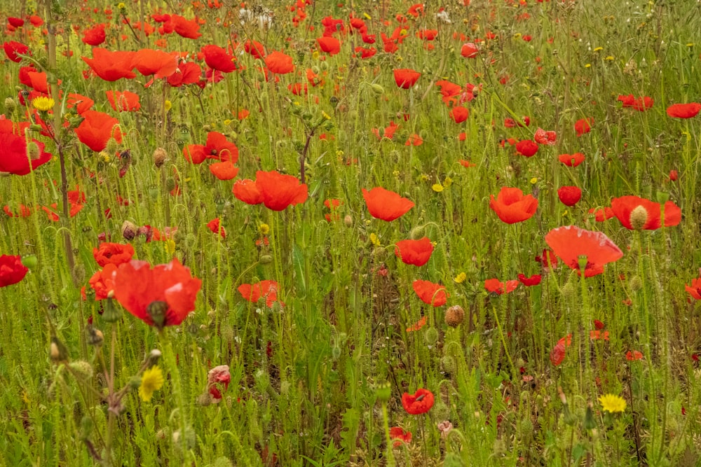 a field full of red flowers and green grass