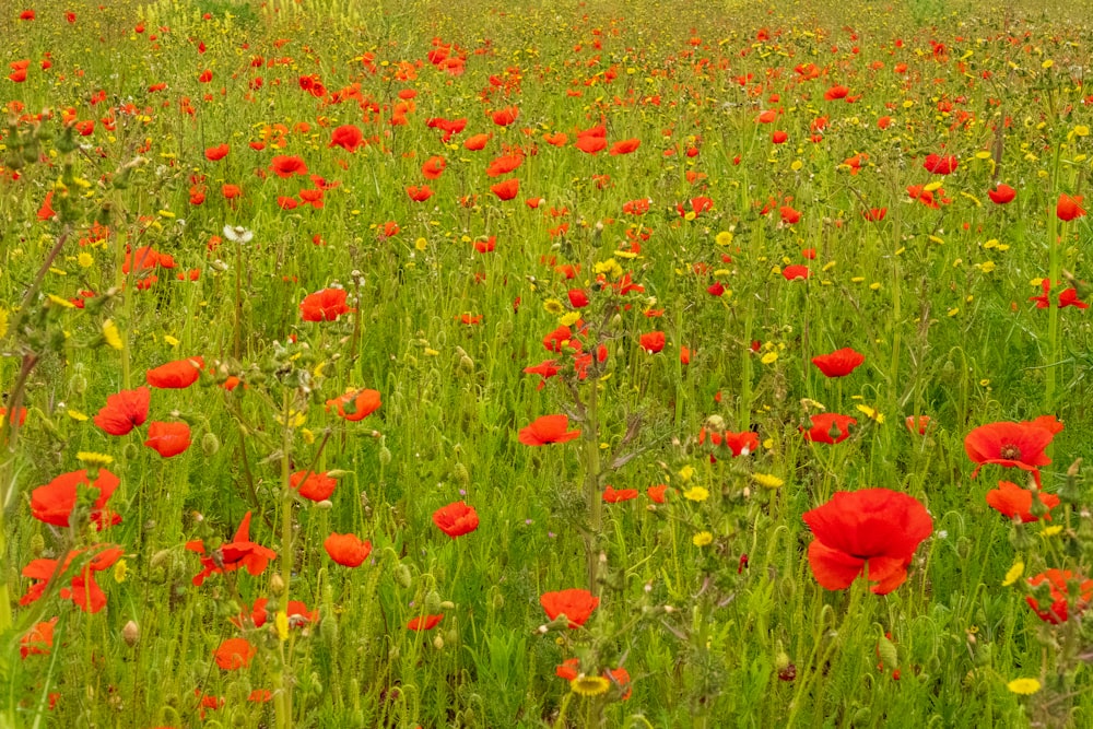 a field full of red and yellow flowers