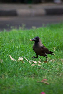 a black bird standing on top of a lush green field