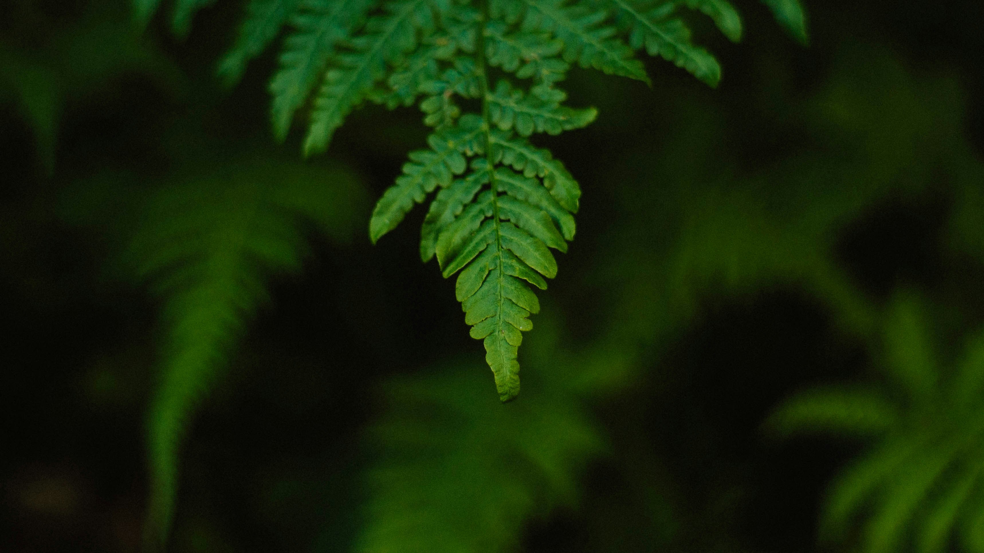 Photo by andreaferrario