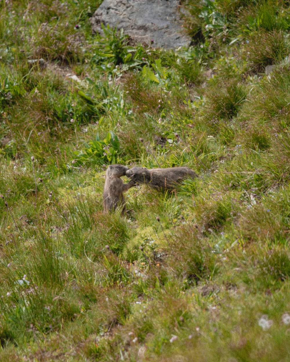 an animal that is standing in the grass