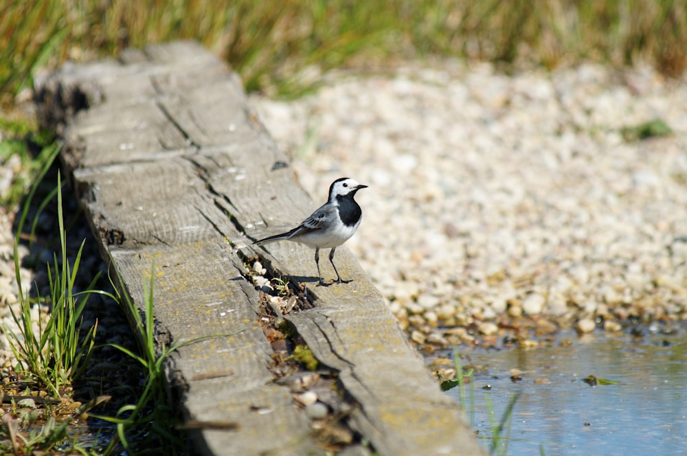 a small bird standing on a piece of wood