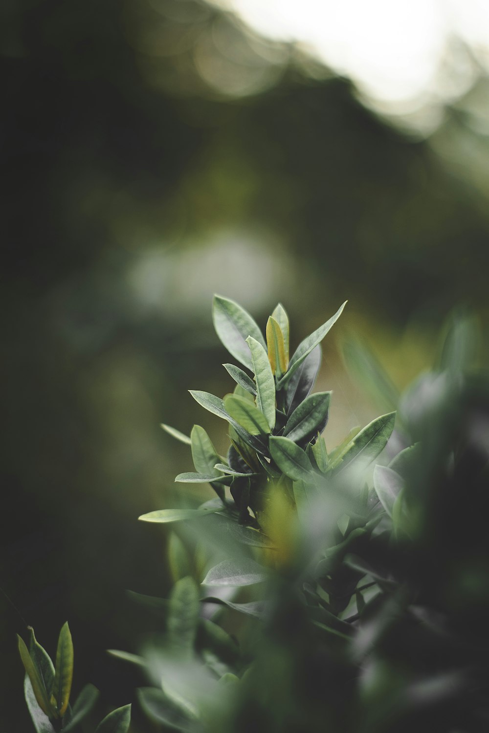 a close up of a green plant with leaves