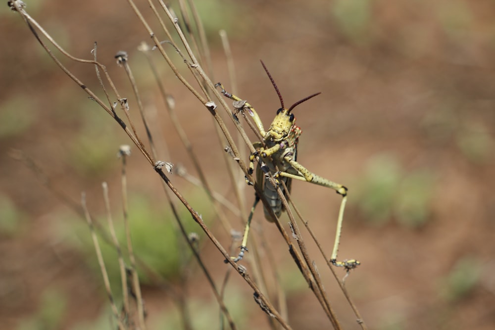 a bug sitting on top of a dry grass field