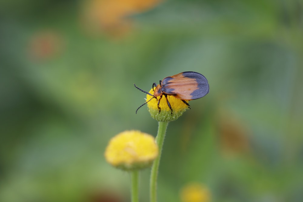 a bug sitting on top of a yellow flower