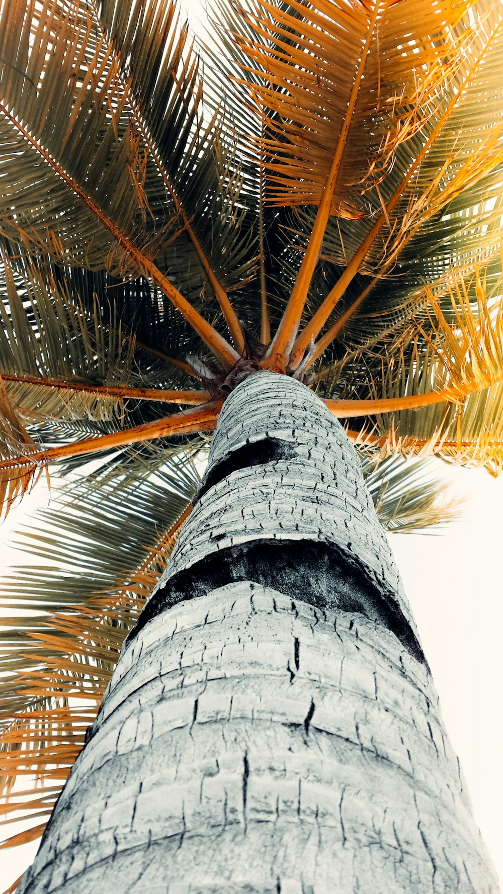 a tall palm tree with a sky background