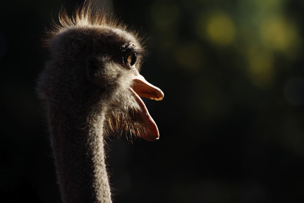 a close up of an ostrich's head with its mouth open
