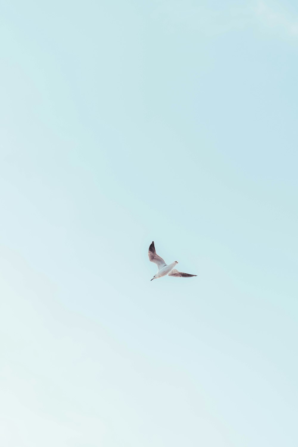 a seagull flying in the sky with a blue sky background