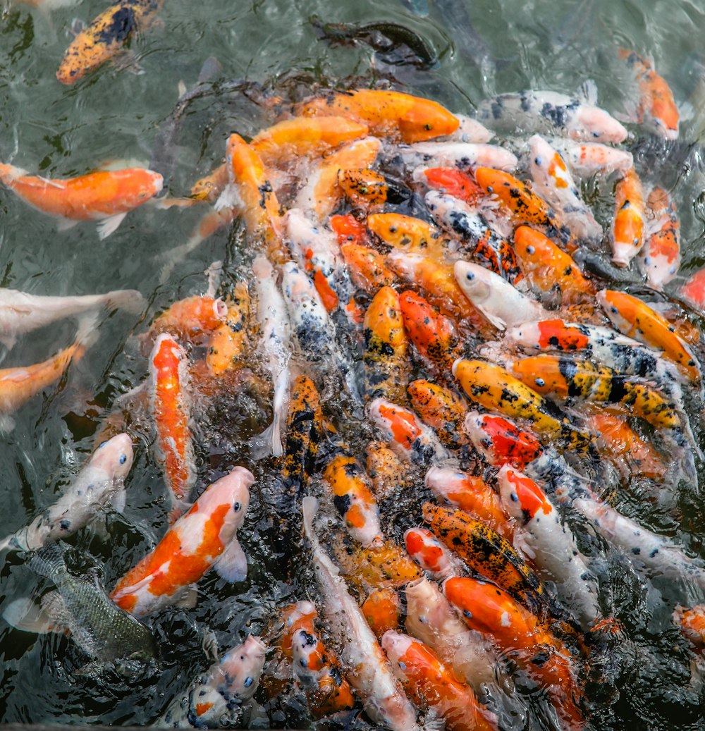 a group of fish swimming in a pond