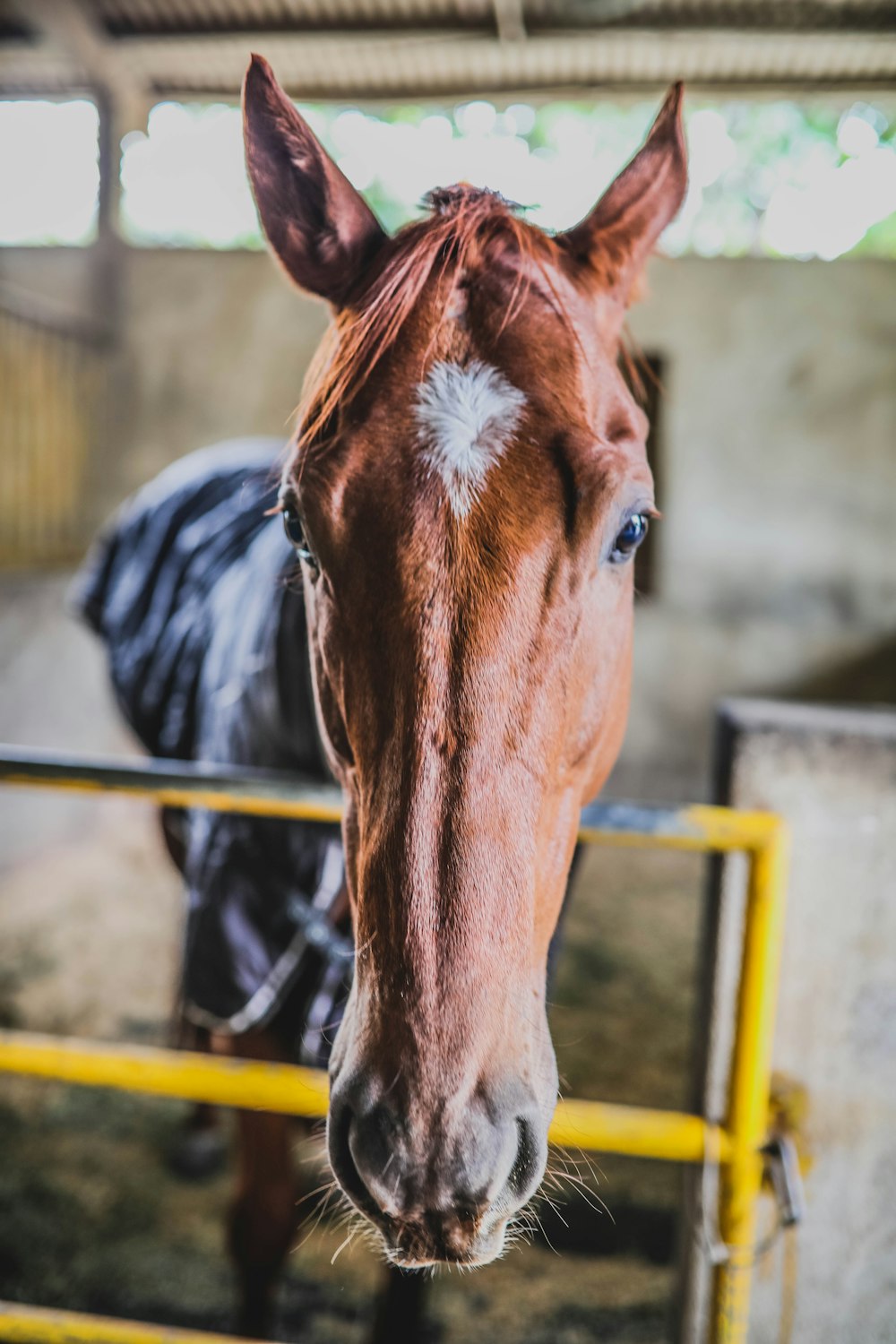 a brown horse standing next to a yellow fence