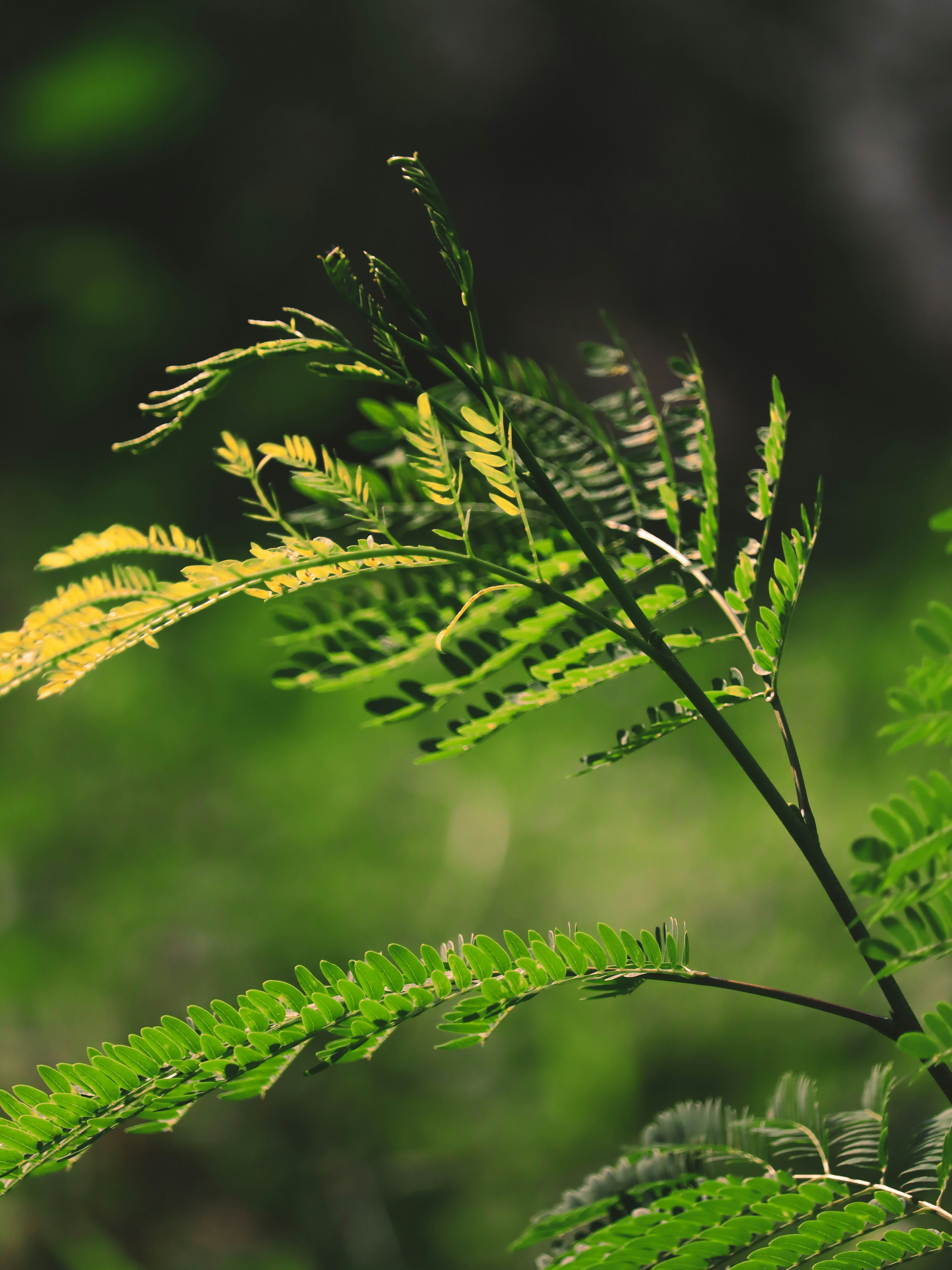 Photo by vedangtandel