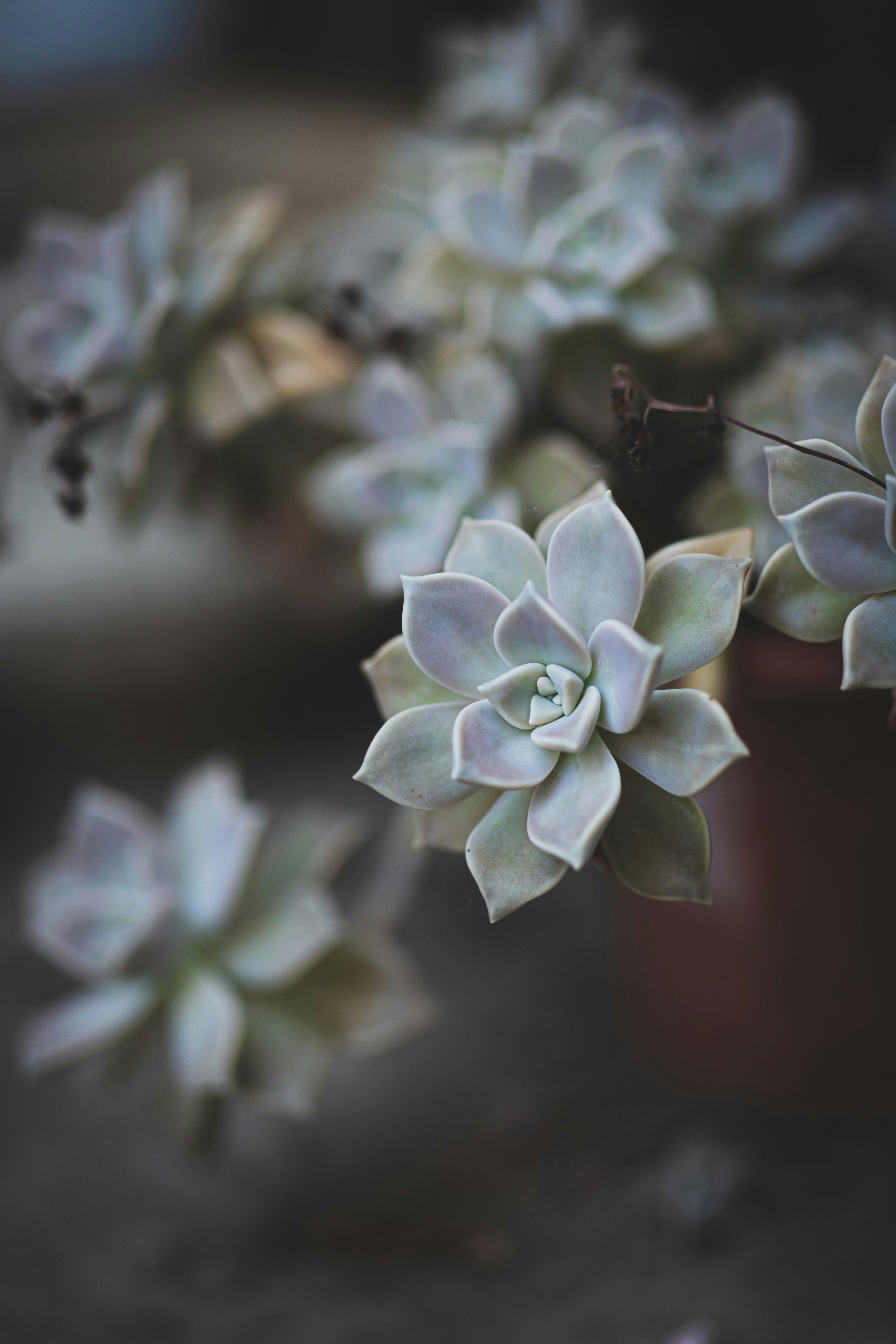 a group of succulents that are in a pot
