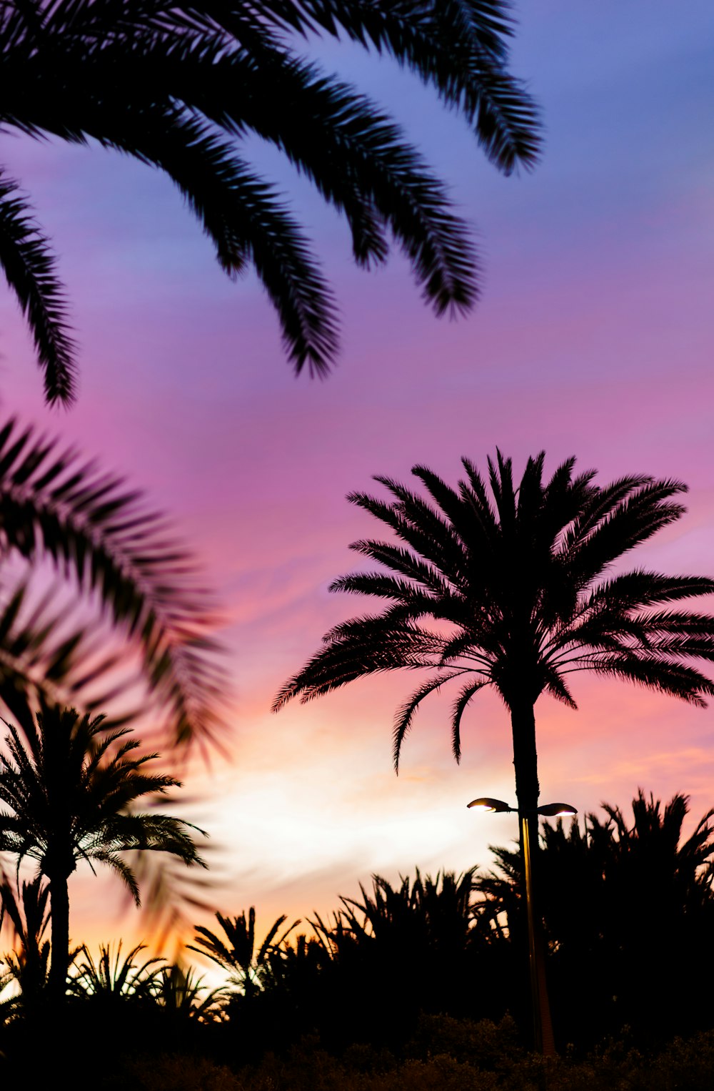 palm trees are silhouetted against a colorful sunset