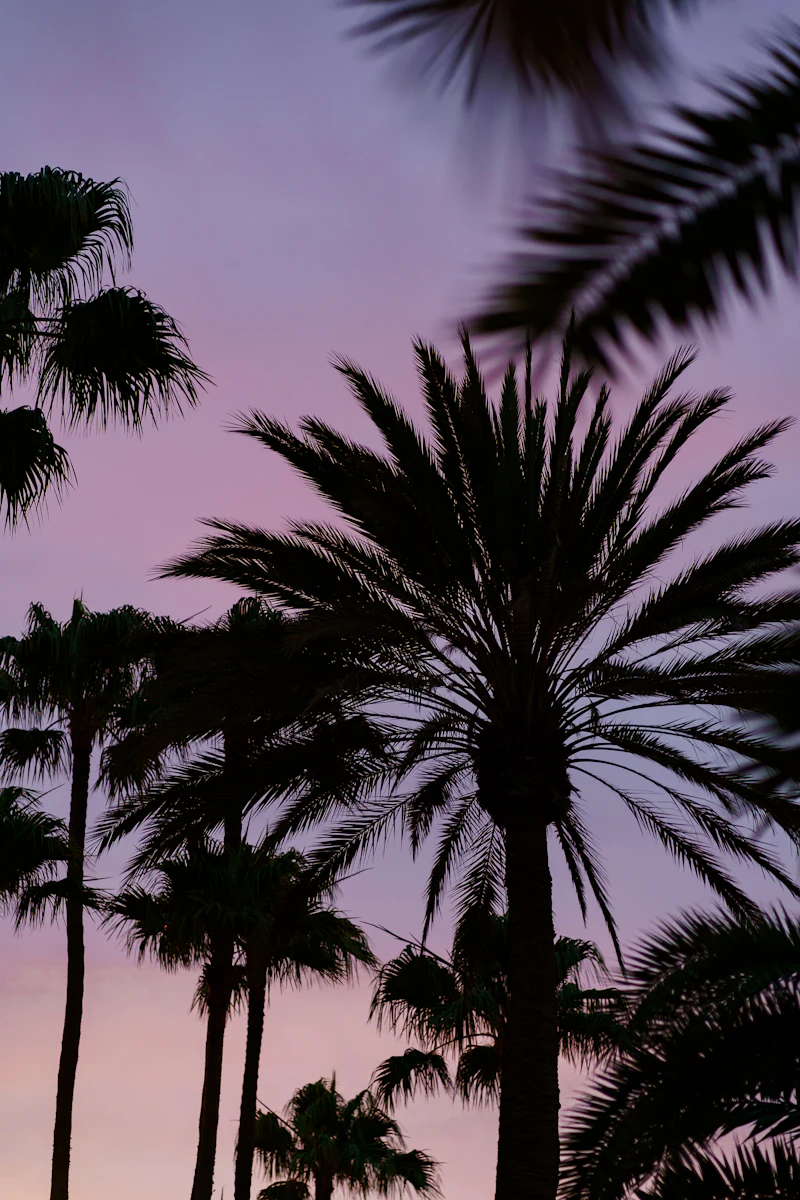 Palm trees silhouetted against a purple sky