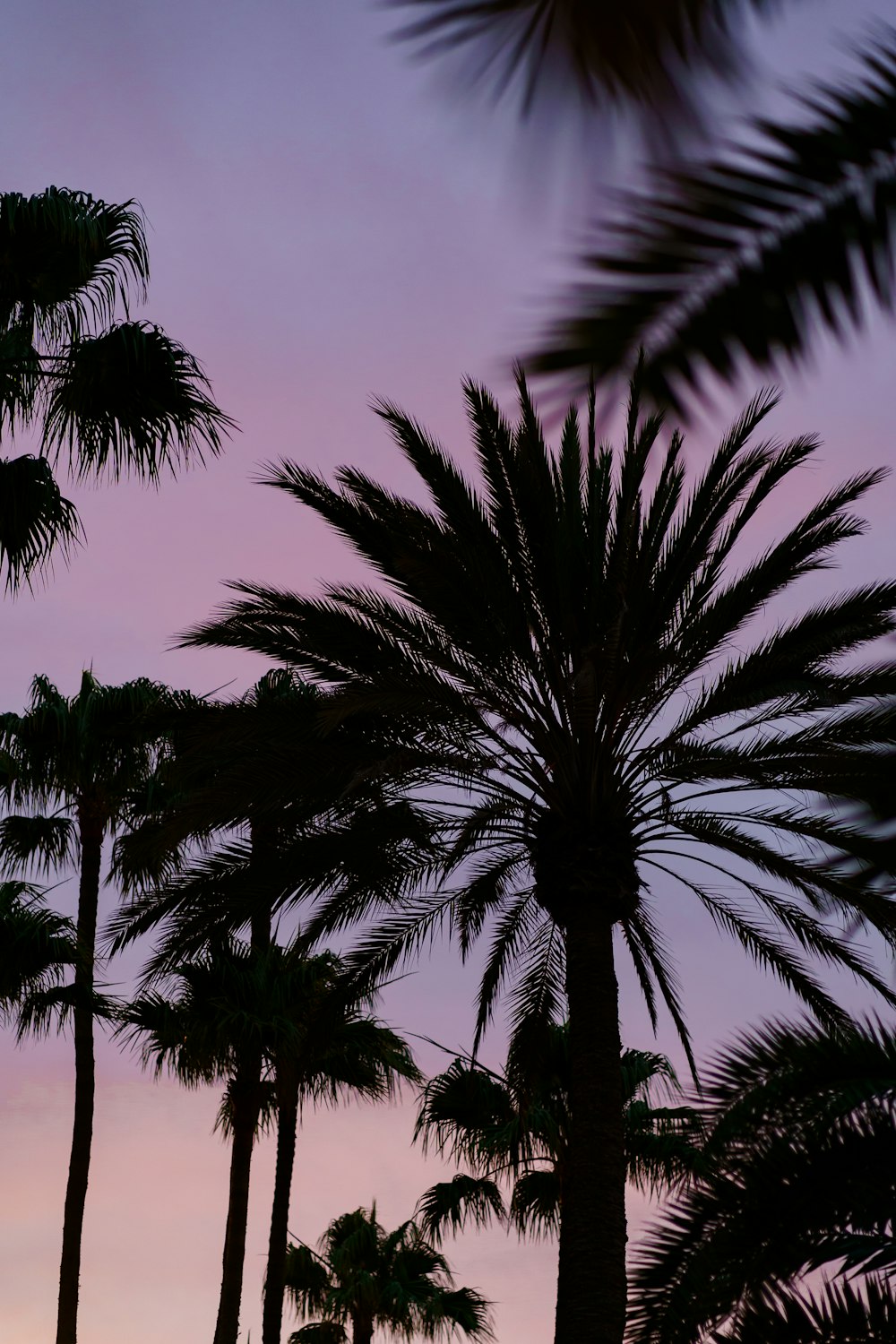 palm trees are silhouetted against a purple sky